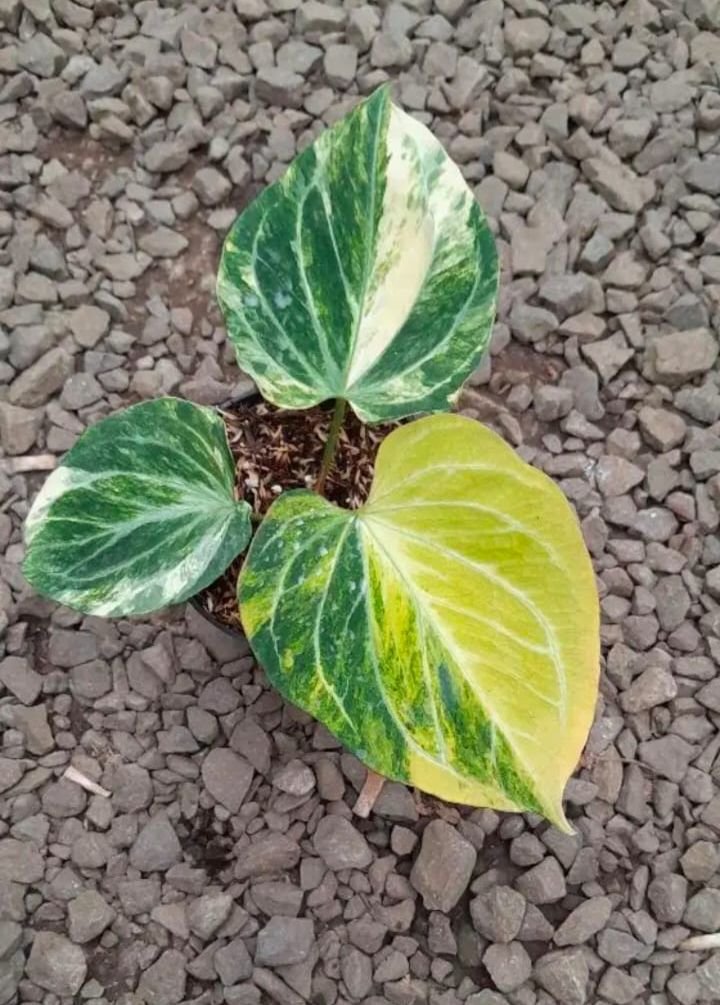 King off spades varigata